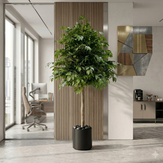 150cm Large Artificial Ficus Tree in Minimalist Black Pot